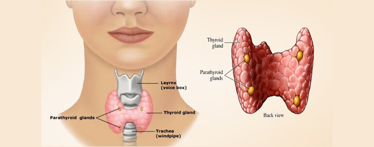 Ayurvedic Thyroid Clinic Ahmedabad